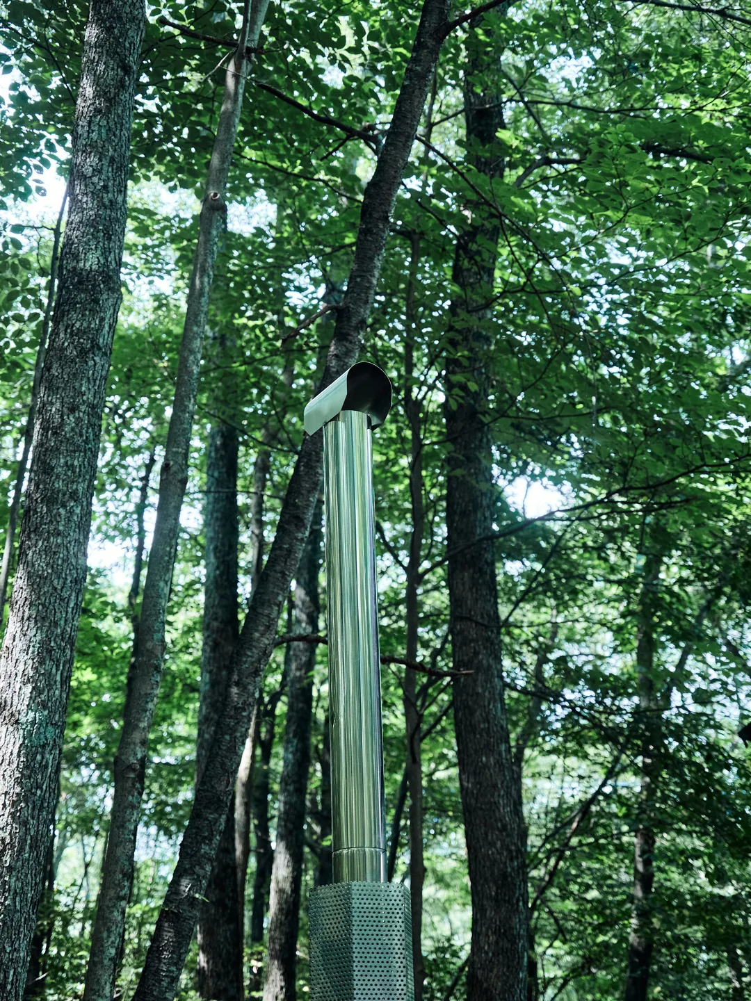 자작나무와 낙엽송이 하늘로 뻗은 Jardin의 숲