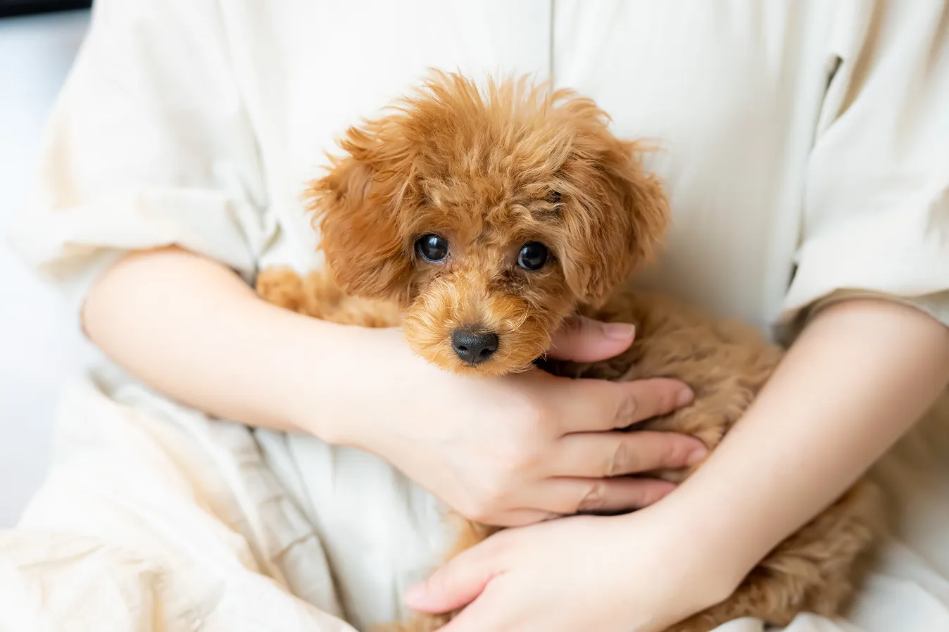 주인 품에 안긴 토이 푸들 강아지